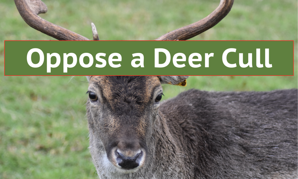 Oppose A Deer Cull in Ireland