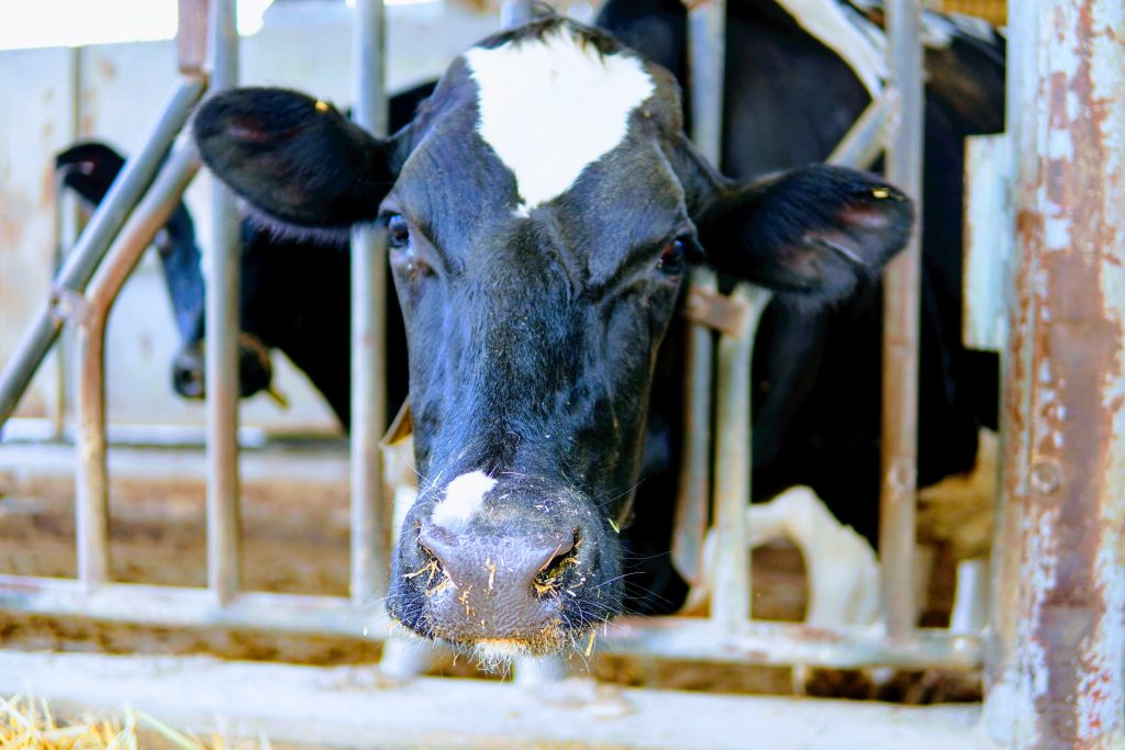 Cow Diary Industry Bars End Animal Farming